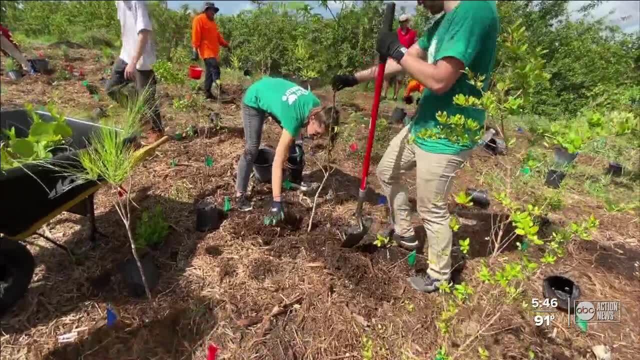 Ellenton community plants 4,000 trees creating microforest