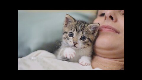 The most dangerous kitten attack again