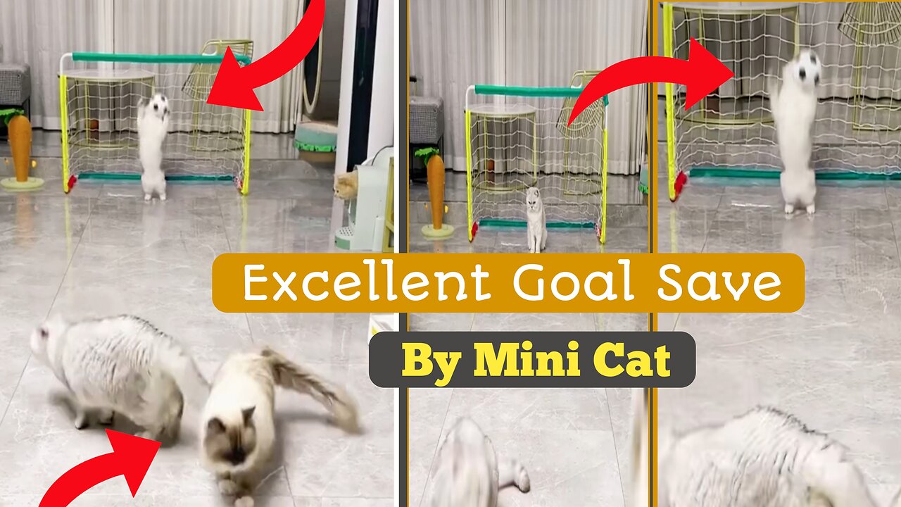 Viral, Viral Cat, Viral Rumble, Rumble Video, Funny Video,Amazing Suicidal goal by Mini cat 🥰🤣 AnimalLoverSelim