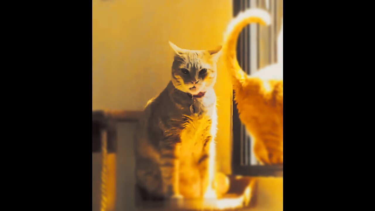 Animal comedy video