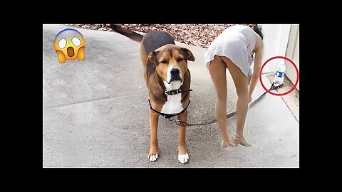 Try Not To Laugh Animals 2022 - Funniest Animals Video - Funny Dogs And Cats