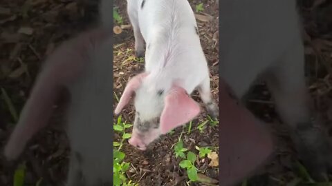 Piglet Visit #shorts #piglets #pig #piglet #gloucestershire