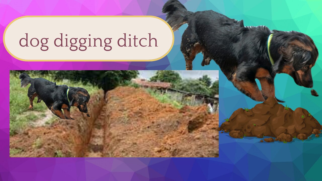 dog digging ditch