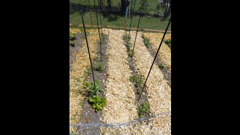 How to help prevent weeds in your garden