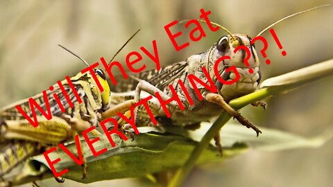 Pesticide Free Grasshopper Control