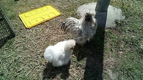 Silkies, Splash Rooster and White bearded hen