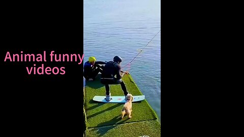 Animal funny video