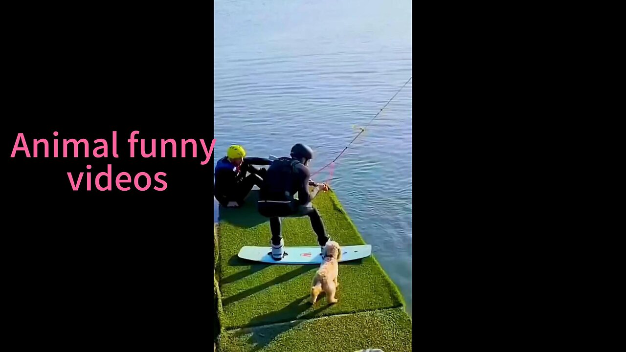 Animal funny video