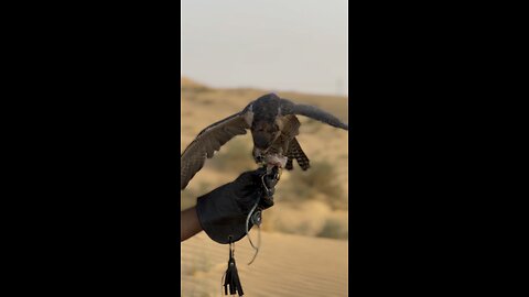 UAE falconry