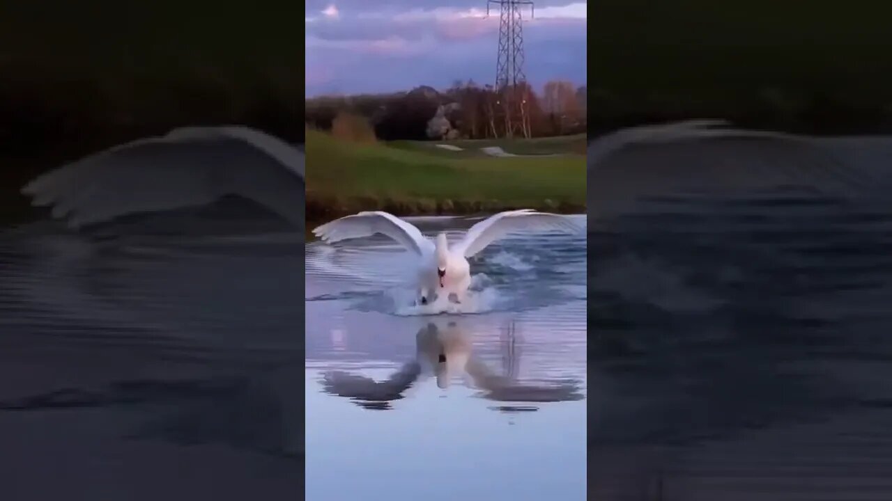 Swan Landing