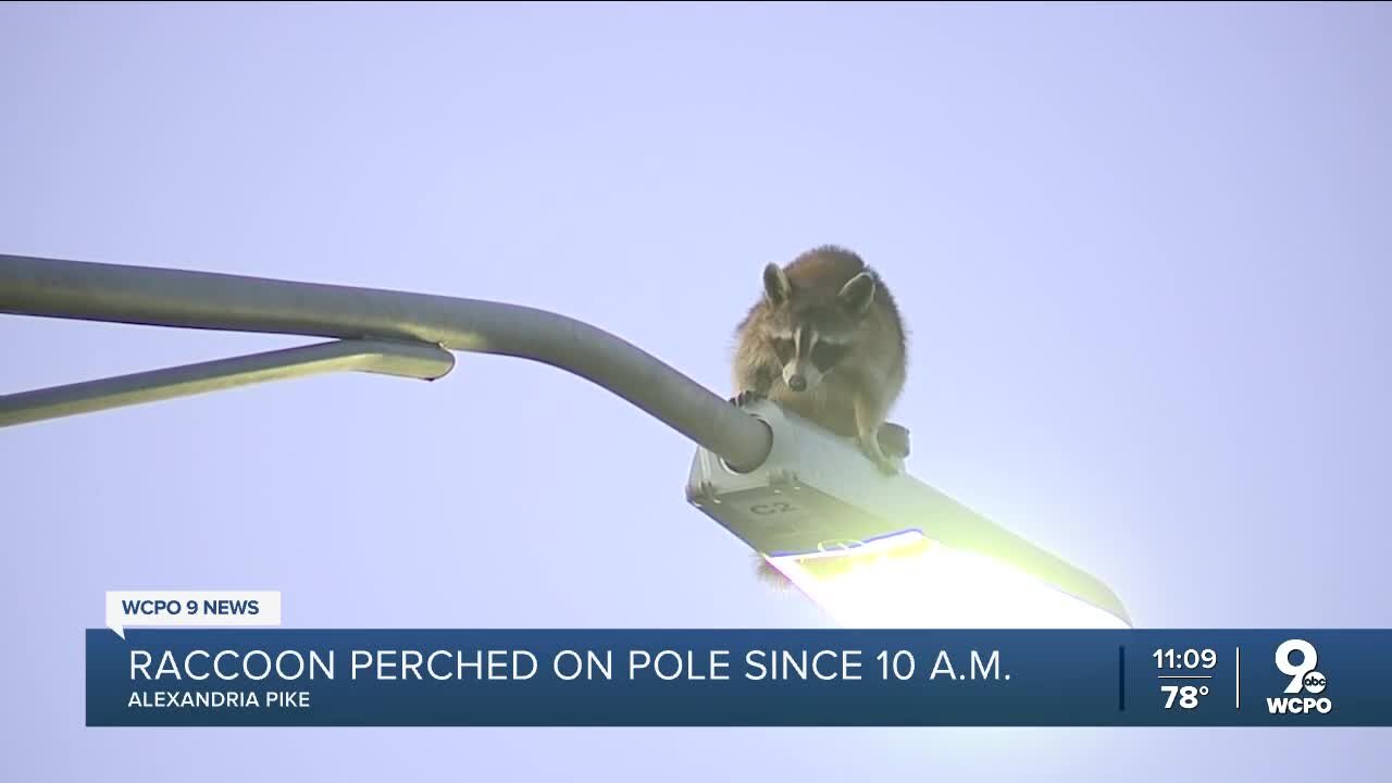 Wild raccoon perched on light pole in Cold Spring