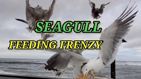 SEAGULL FEEDING FRENZY SEASIDE,OREGON🇺🇲