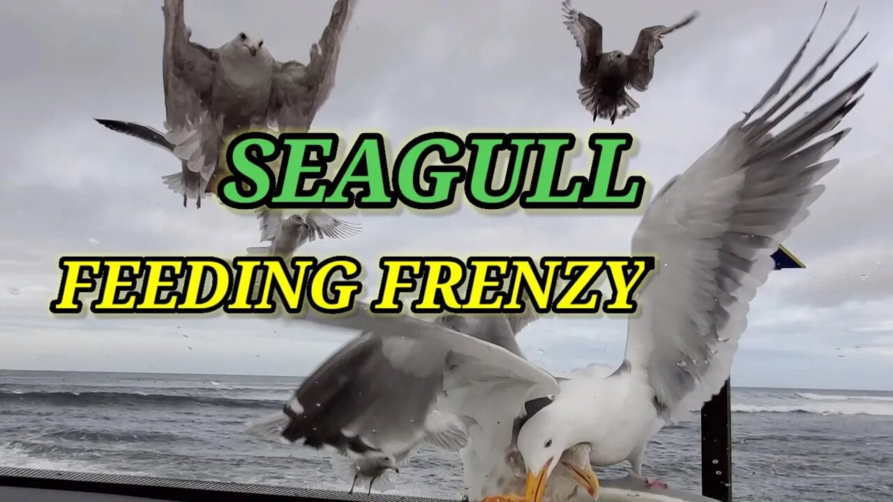 SEAGULL FEEDING FRENZY SEASIDE,OREGON🇺🇲