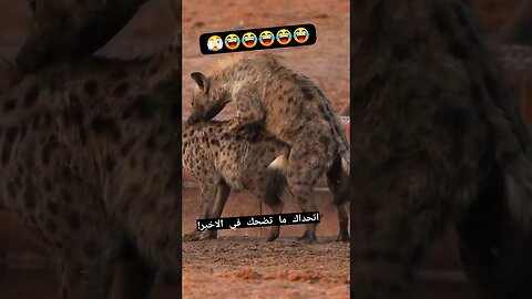 تزاوج ضباع لقطة طريفة لضبع 🤣🤣