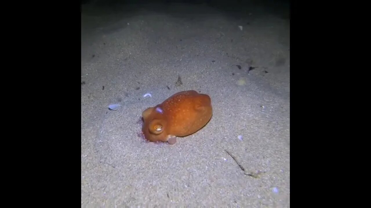 The magician of the sea 🐙 Epic disappearing act of this octopus!
