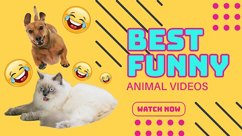 Best Funny Animal Videos