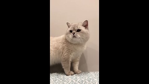 Cat video cute cute sound amazing video cat