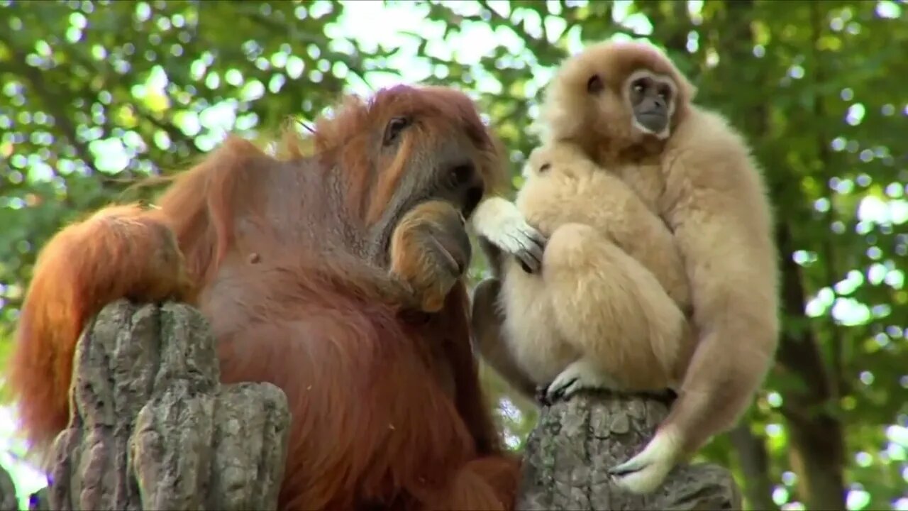 Orangutan is fascinated by Gibbon baby