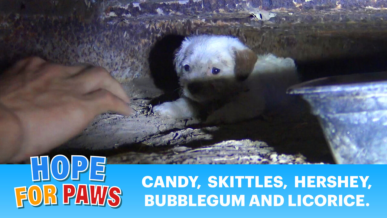 The most beautiful puppies were born under a shipping container and now they need a home.
