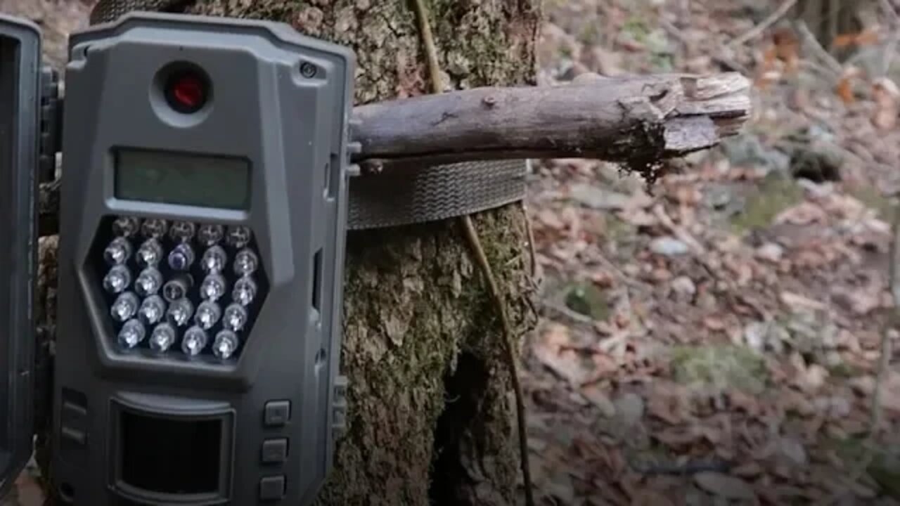 Last Trail Camera check before Muzzleloader season