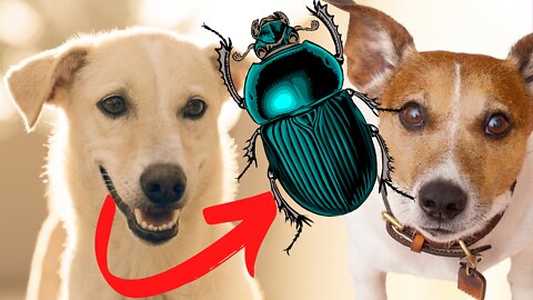 Dog fights with Stinky Maria