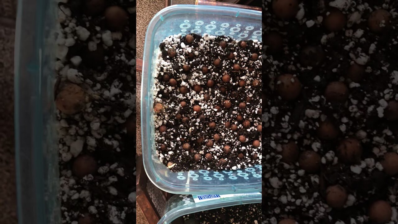 Easy palm seed germination of "Blue" Jubaea chilensis and Hy