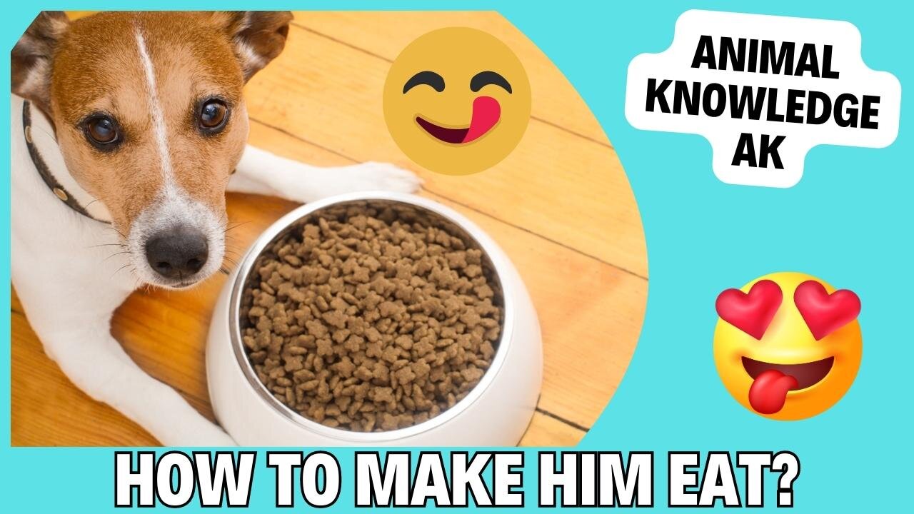 HOW TO GET MY DOG USED TO EATING KIBBLE