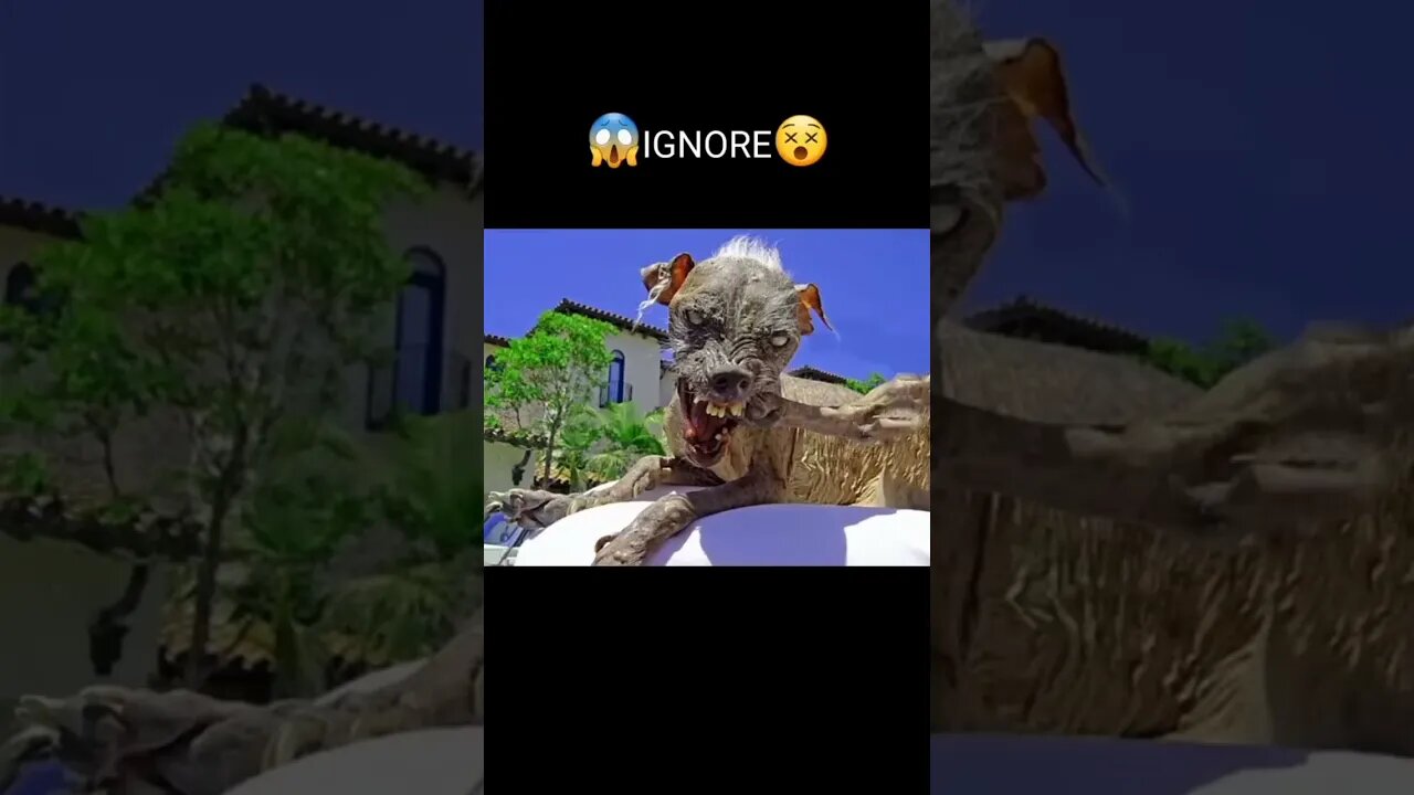 Funny & Cute Dog Compilation TikTok #shorts 😻1080p