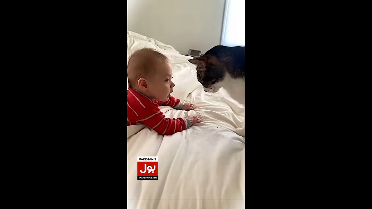 Cat love for kid