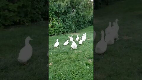 #ducks #geese #homesteading #homesteadlife #farm #farmlife #farmanimals #cuteanimals