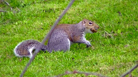 IECV NV #498 - 👀 Grey Squirrel Running Off With A Peanut In It's Mouth🐿️ 3-18-2018