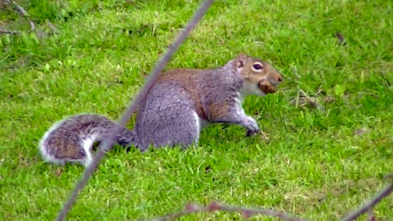 IECV NV #498 - 👀 Grey Squirrel Running Off With A Peanut In It's Mouth🐿️ 3-18-2018