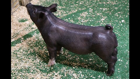 6-10 Crossbred Boar