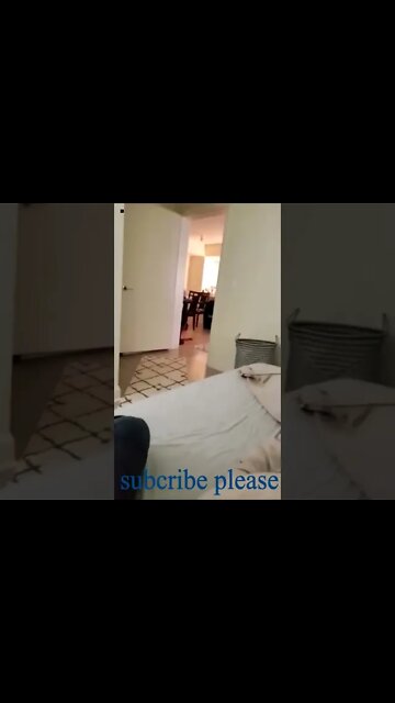 my dog shorts funny dog #short #funny dog