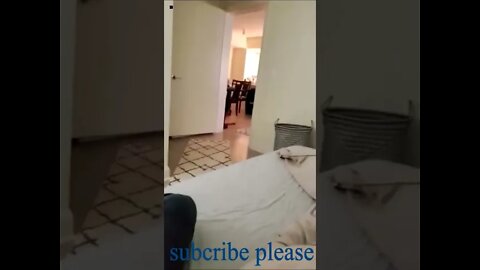 my dog shorts funny dog #short #funny dog