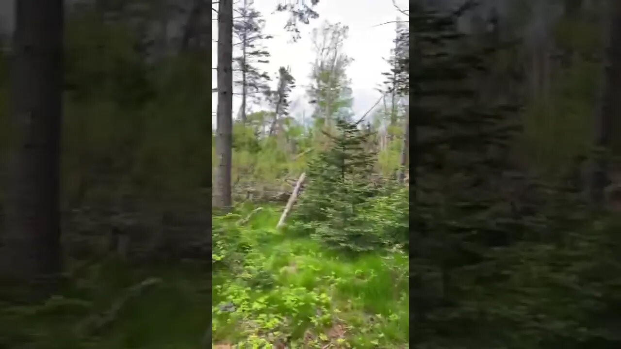 Beautiful greens in nature