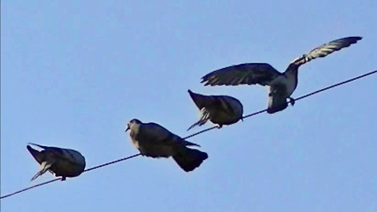 IECV NV #432 - 👀 Pigeons, Rock Doves On The Power Lines🐤🐤🐤🐤 7-19-2017