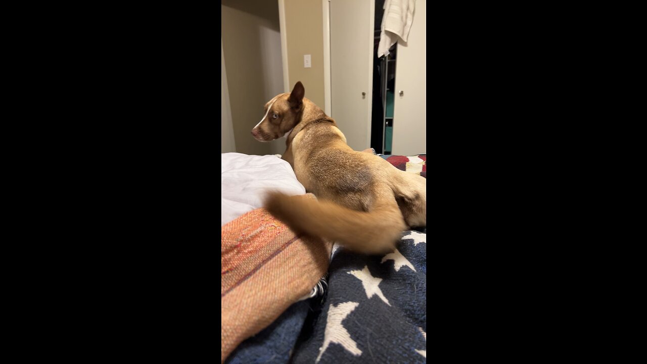 Doggo Butt