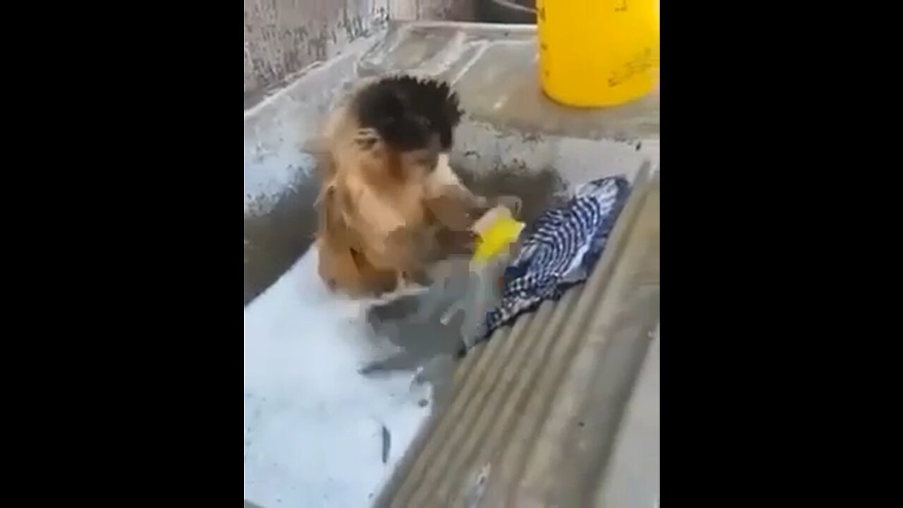 Monkey Doing Laundry