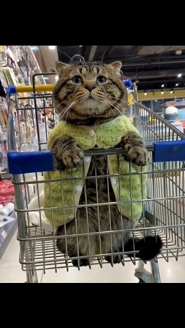 Most Funniest Animals - Best Cats😹 & Dogs🐶 Videos of 2023 Compilation! #6