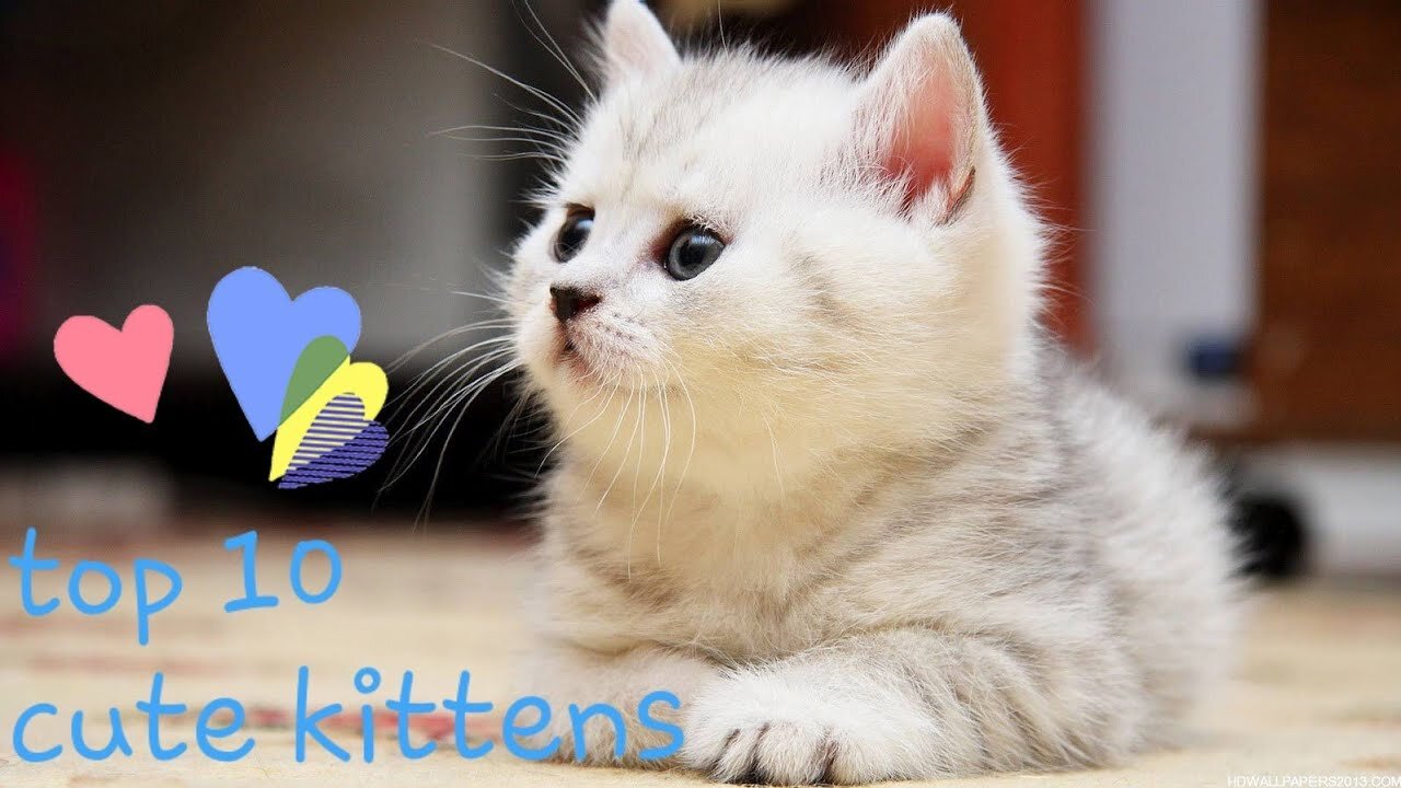 Top 10 cute, heart melting kittens