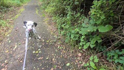 Luna Found a Turtle