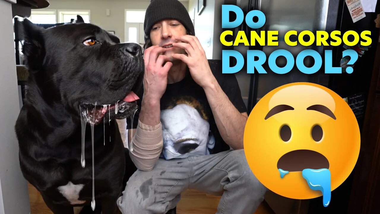 Do Cane Corsos Drool?