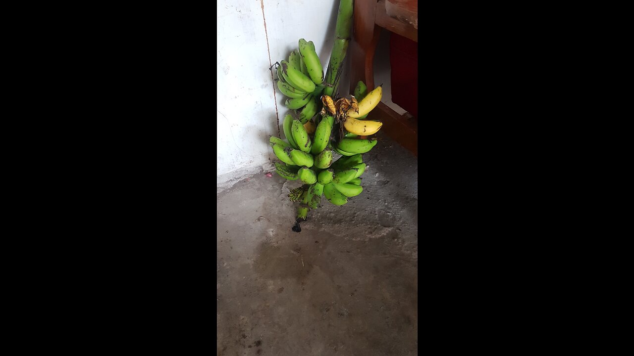 kasihan
