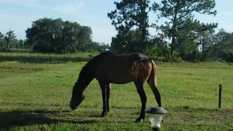 Murdock our latest BLM auction adoption / purchase