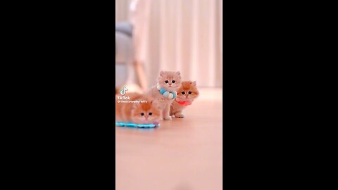 Cute and adorable cats