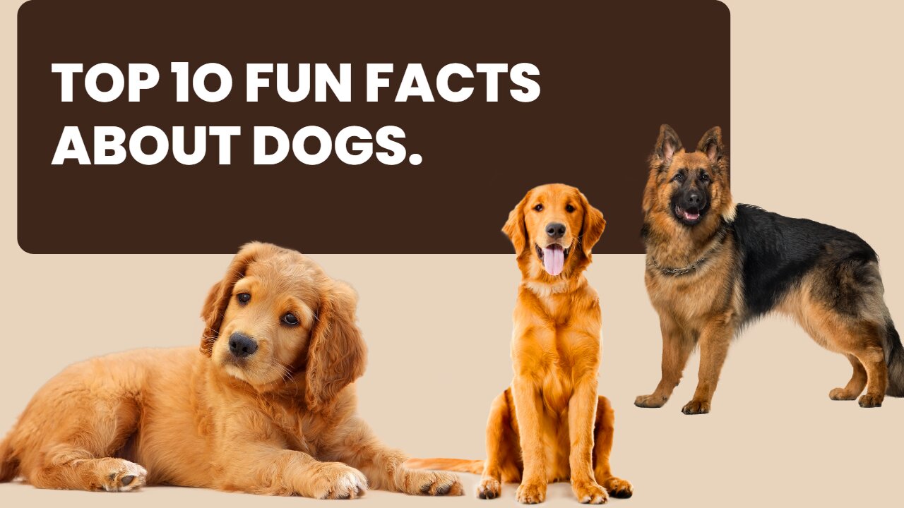 10 Surprising Facts About Man's Best Friend - Everything You Need to Know About Dogs