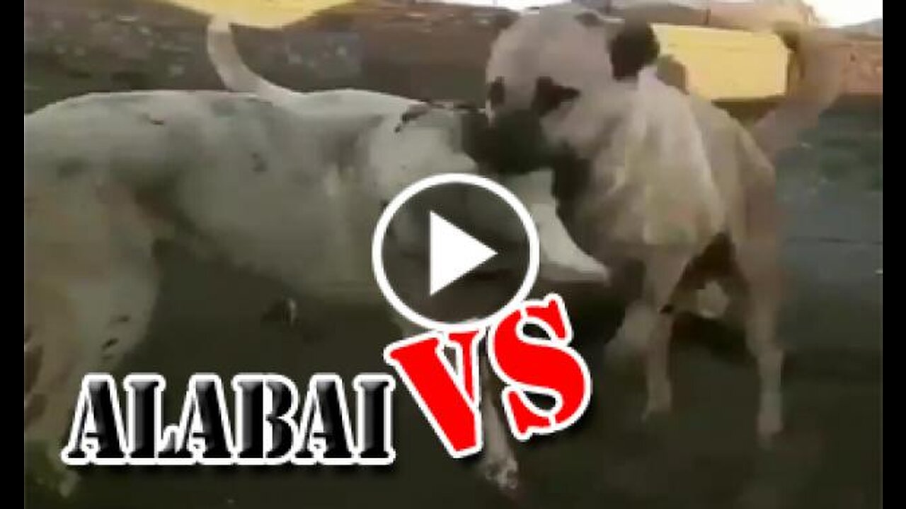 ALABAI SHEPHERD DOG VS SHEPHERD DOGS