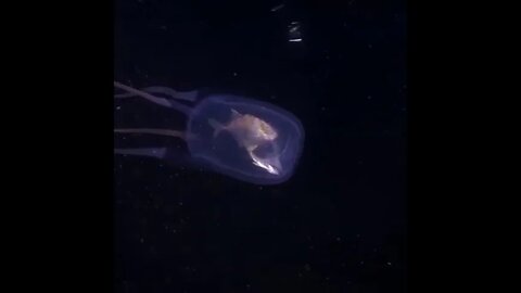 Fish in a Jellyfish