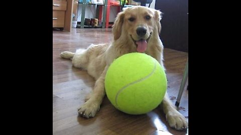 Dog Chewing Tennis_Ball